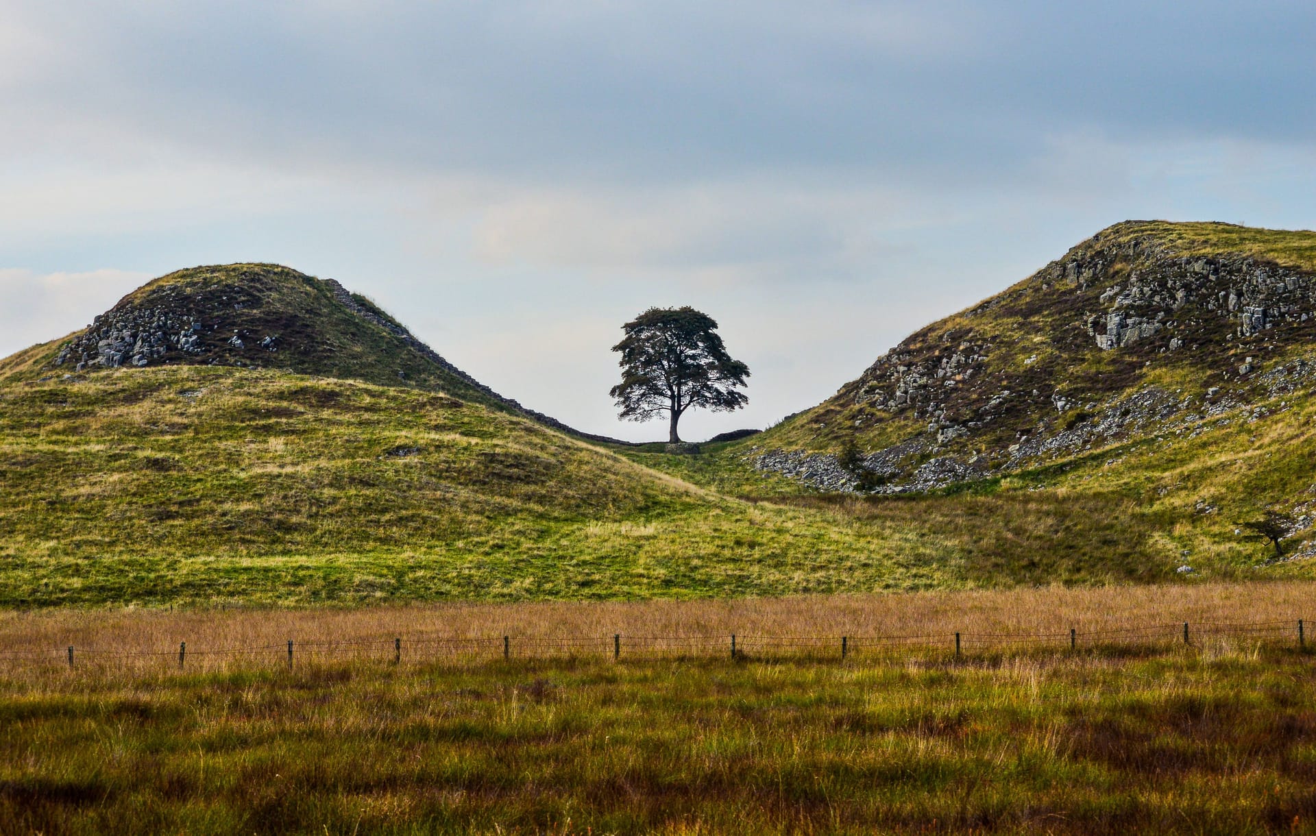 Er war einer der meistfotografierten Bäume Großbritanniens: Der Sycamore Gap Tree, auch Robin-Hood-Baum genannt, wurde im September 2023 gefällt.