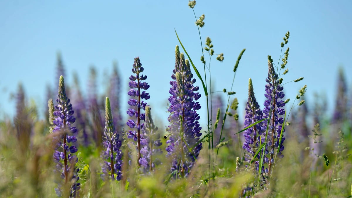Ist die Lupine giftig? Bei dieser Zierpflanze sollten Sie vorsichtig sein