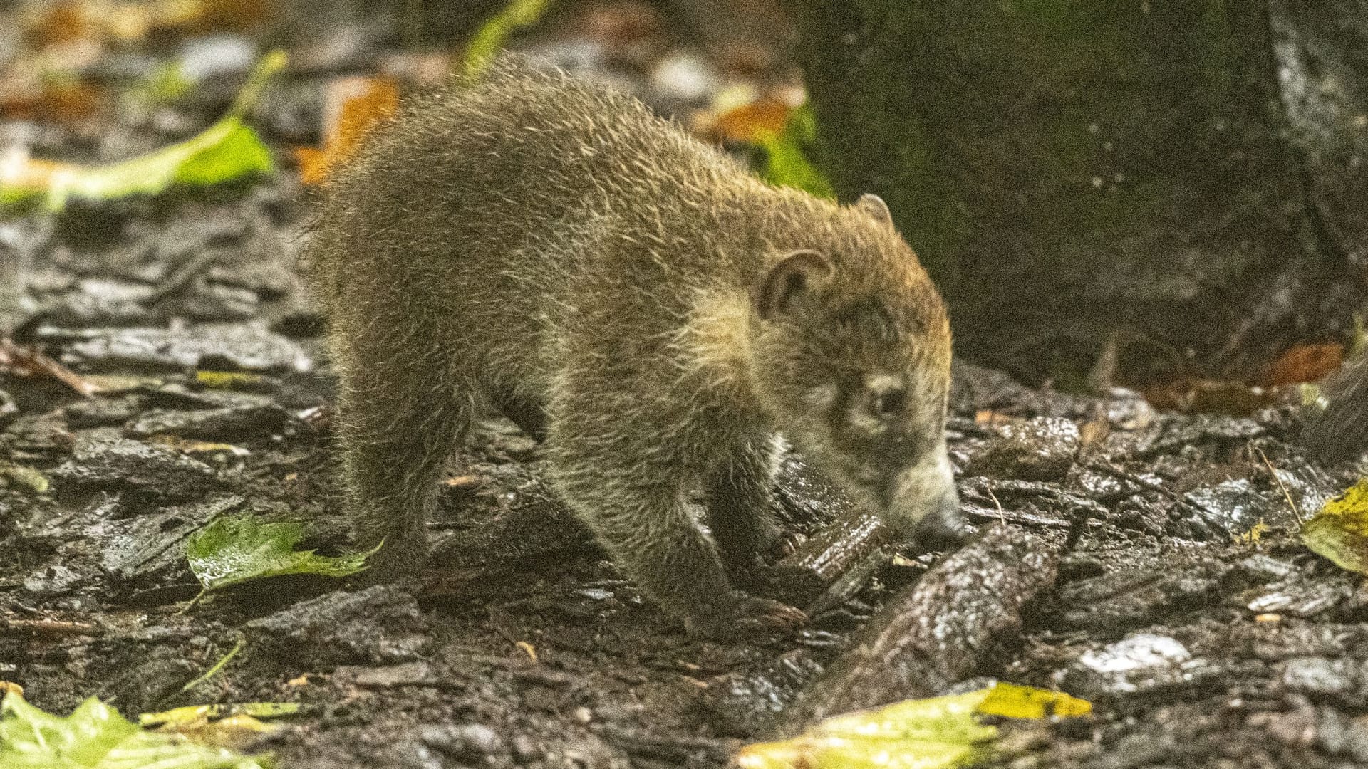 Weißrüssel-Nasenbär