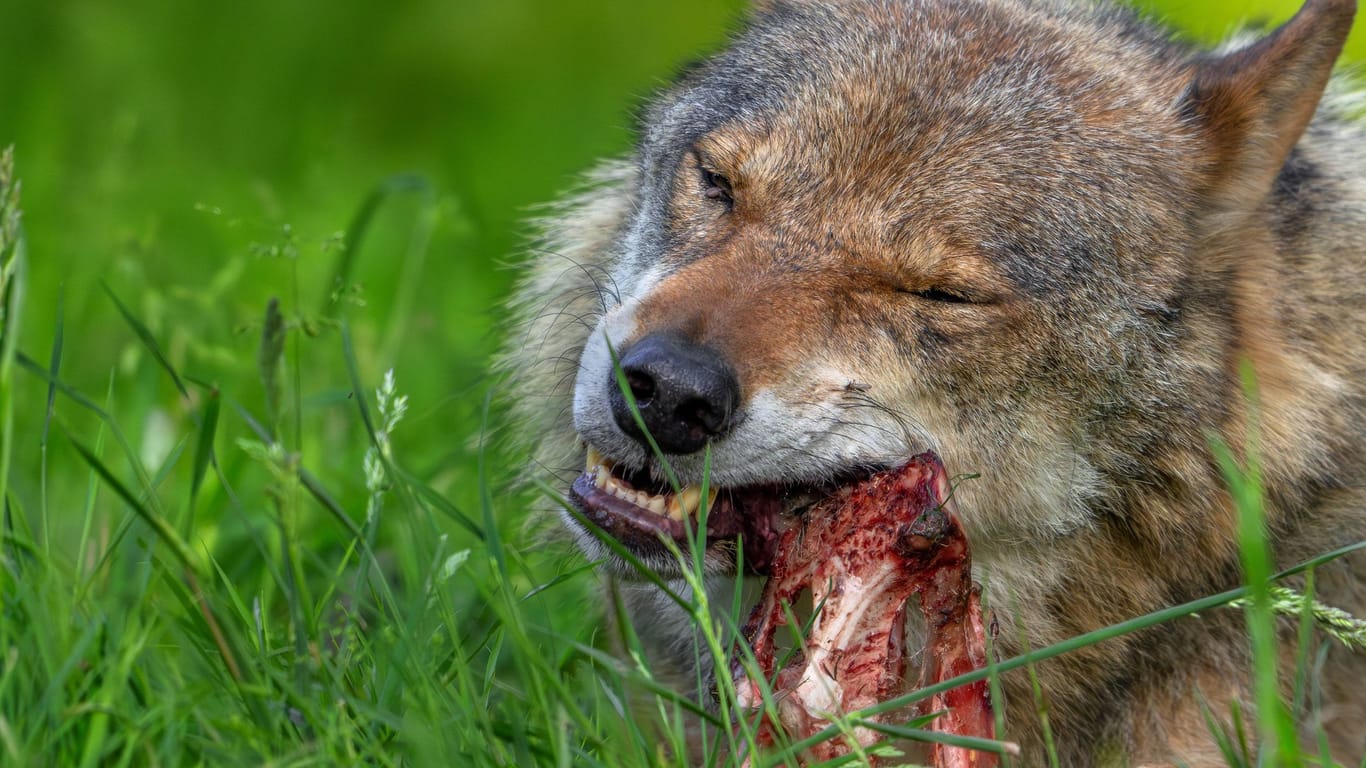 Ein Wolf beim Fressen (Archivbild): Auf Norderney wurde ein Wolf gesichtet.