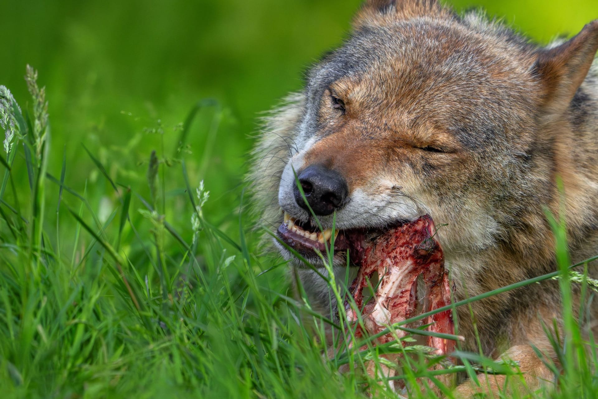 Ein Wolf beim Fressen (Archivbild): Auf Norderney wurde ein Wolf gesichtet.