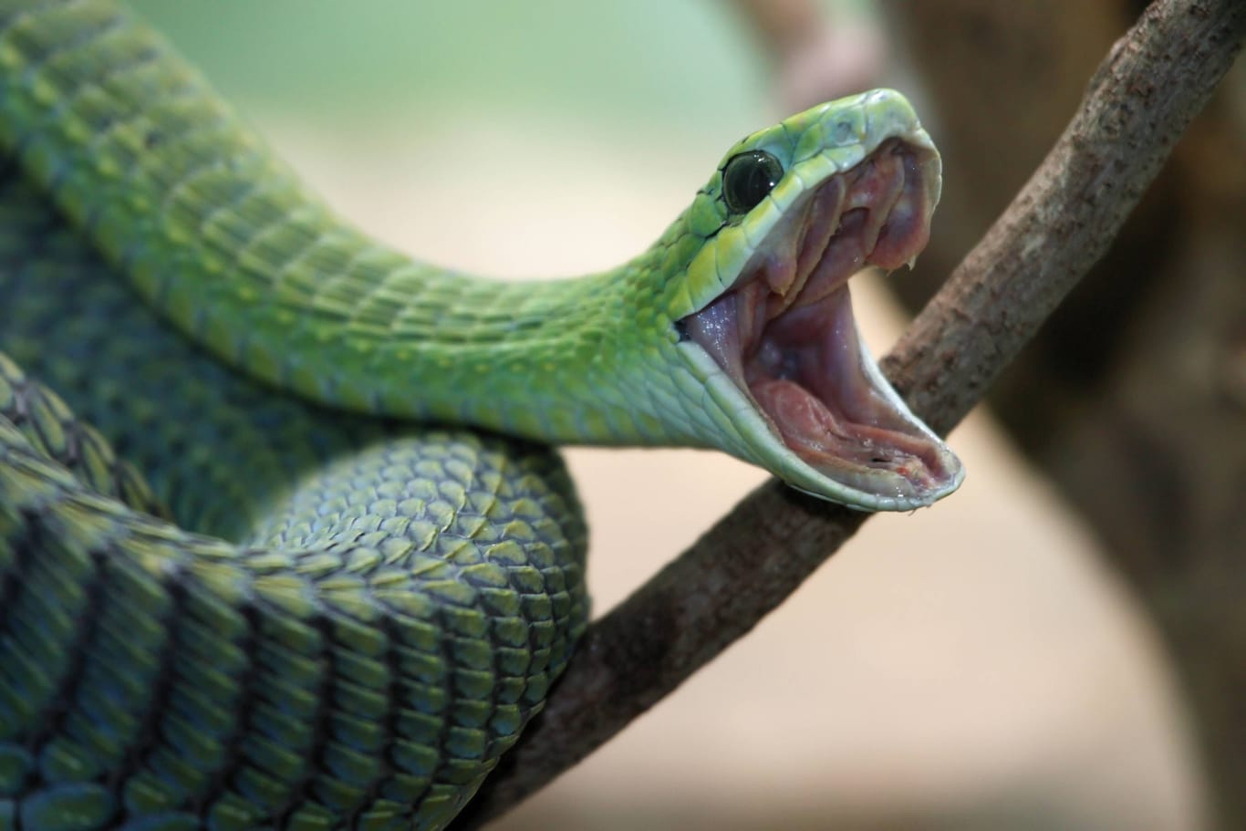 Eine Boomslang mit aufgerissenem Maul: Ein Biss kann für Menschen tödlich sein.