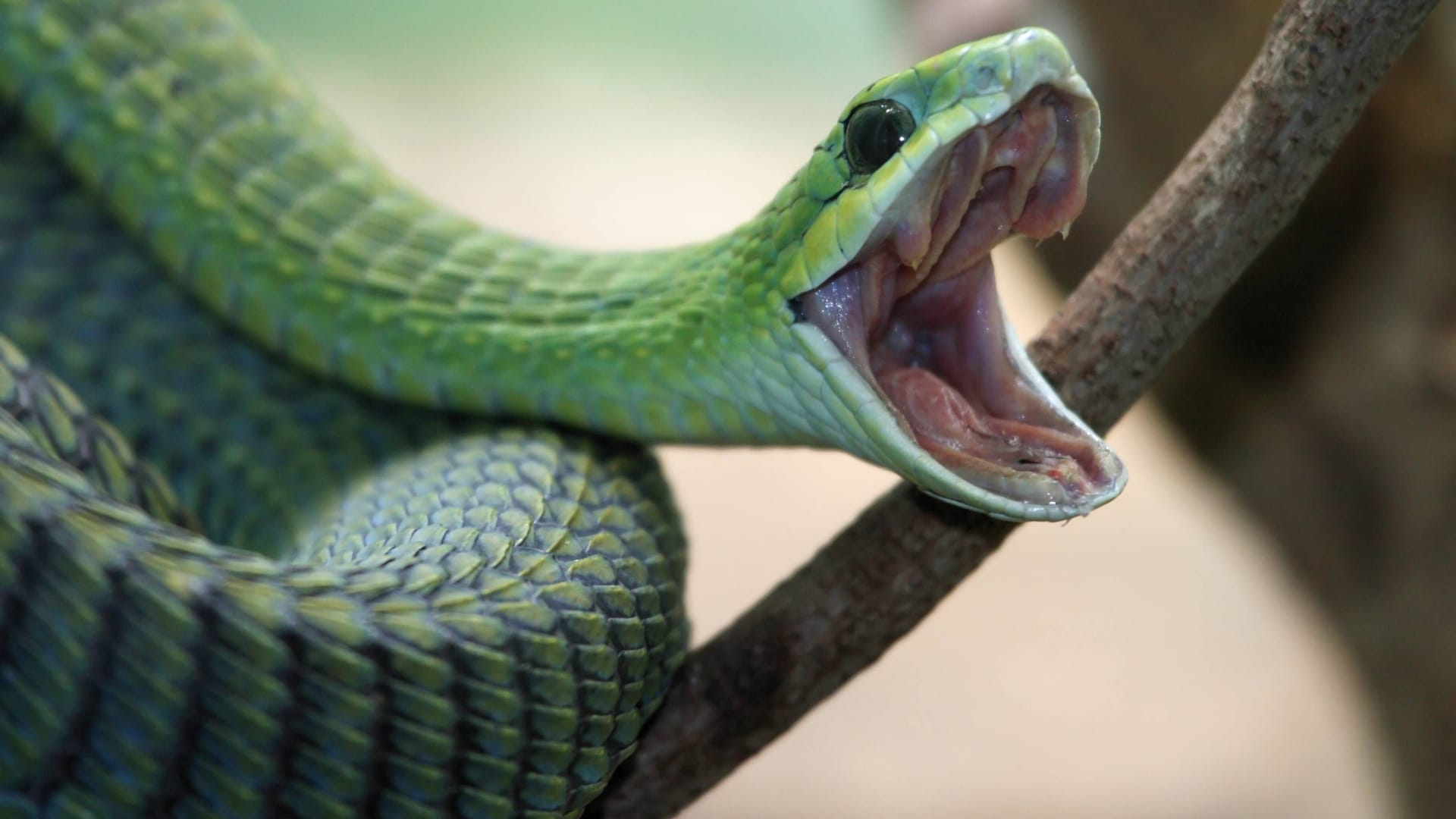 Eine Boomslang mit aufgerissenem Maul: Ein Biss kann für Menschen tödlich sein.