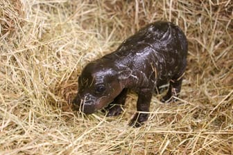 Zwergflusspferd-Frischling im Berliner Zoo: Der Zwillingsbruder verstarb schon kurz nach der Geburt.