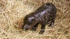 Zwergflusspferd-Frischling im Berliner Zoo: Der Zwillingsbruder verstarb schon kurz nach der Geburt.