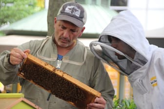 Bienen in New York