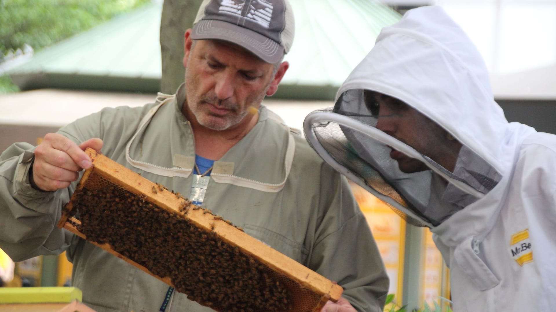 Bienen in New York