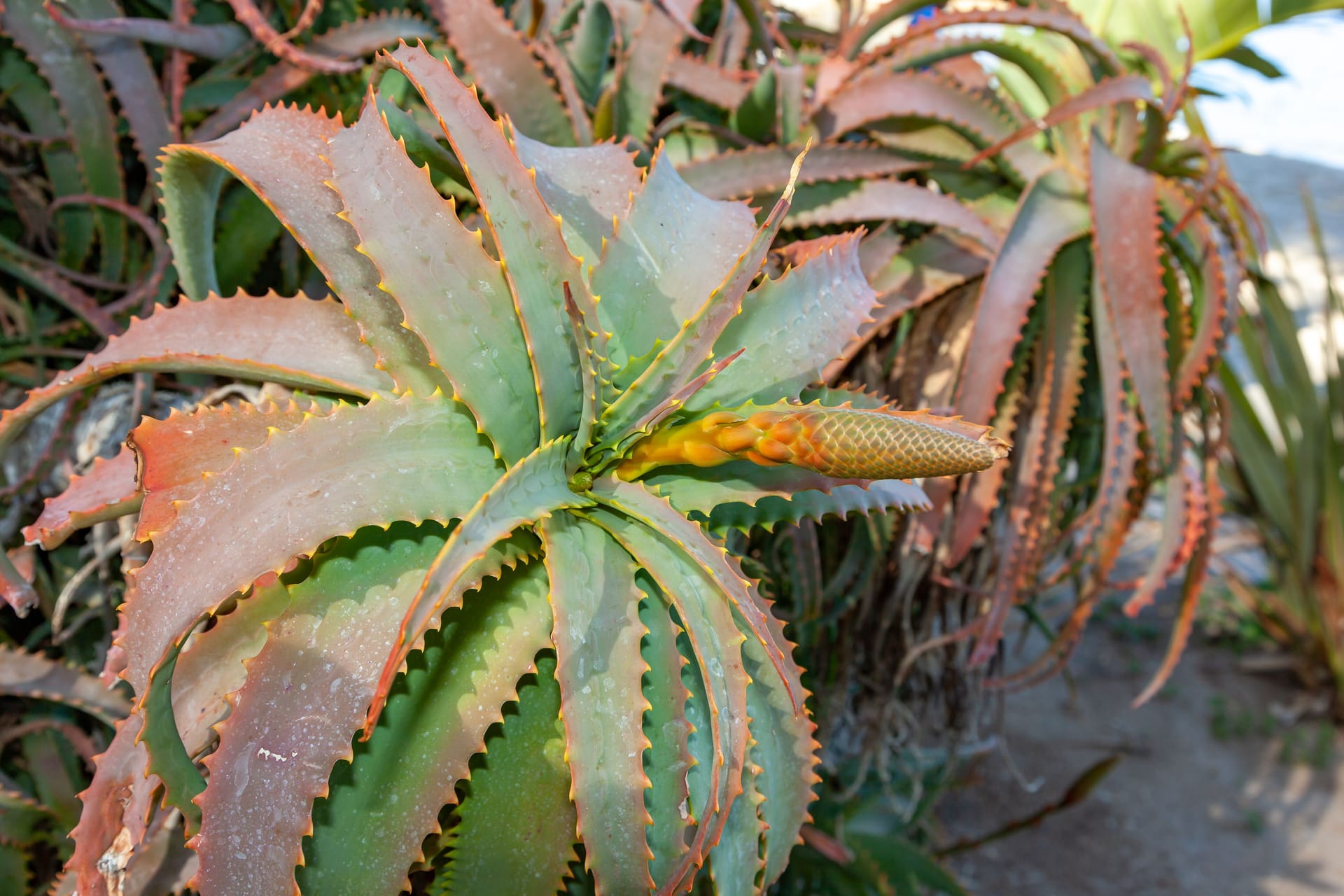 Flowering plants Succulent Aloe, Agave, Catalina Island in the Pacific Ocean, California