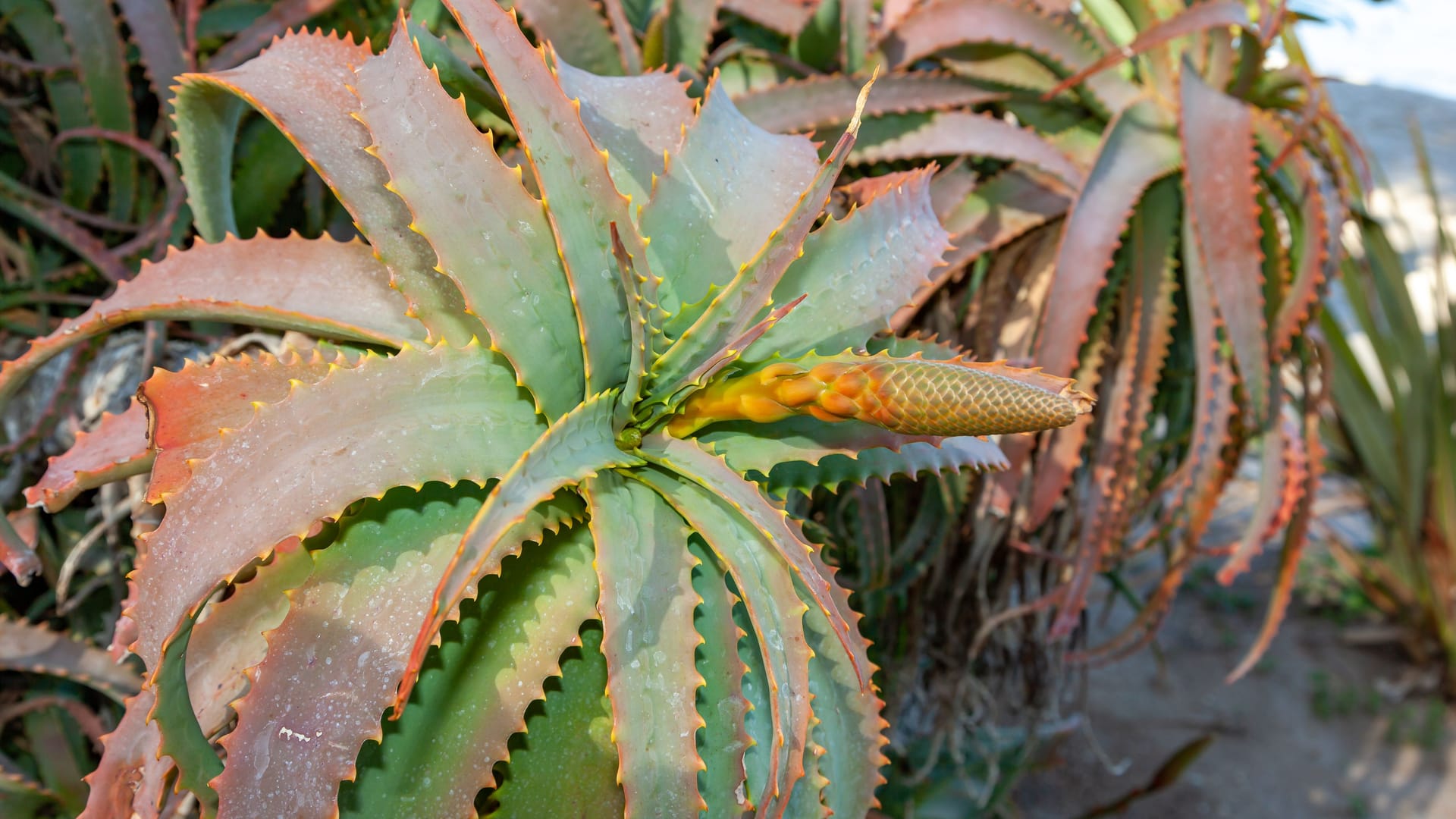 Flowering plants Succulent Aloe, Agave, Catalina Island in the Pacific Ocean, California