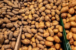 Kartoffeln werden knapp – und teuer