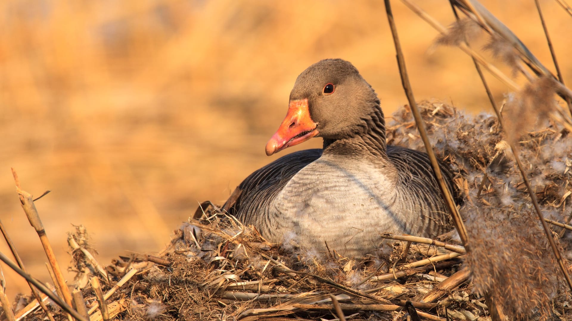 Eine Graugans in ihrem Nest (Symbolbild): Um die Population einzudämmen, will die Stadt Wunstorf Eier entnehmen lassen.