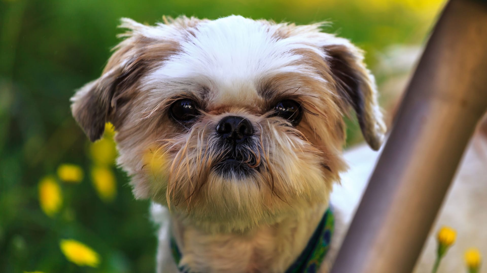 Portrait of a Shih Tzu Dog Portrait of a Shih Tzu Dog