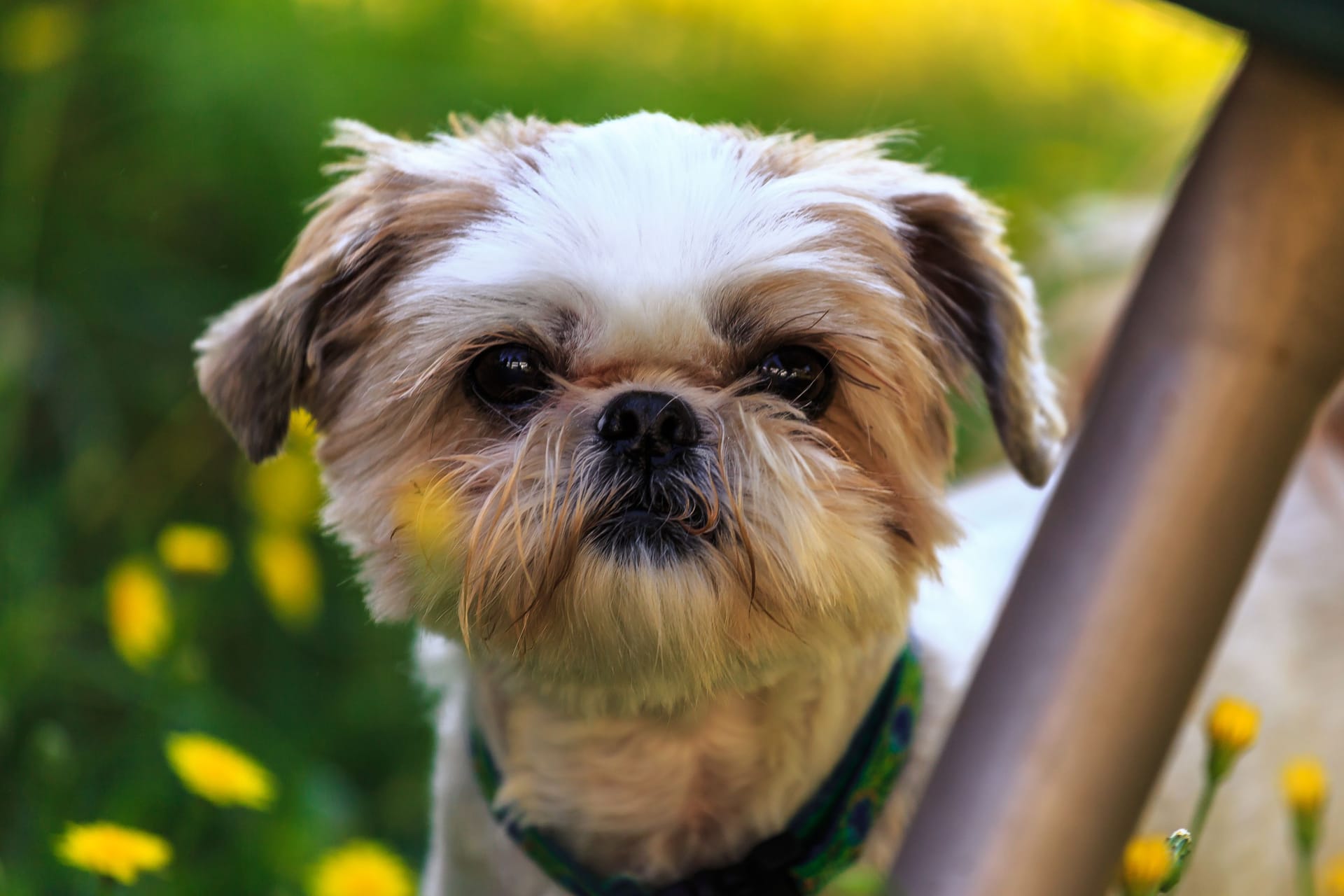 Portrait of a Shih Tzu Dog