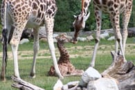 Besucher erleben Giraffen-Geburt im..
