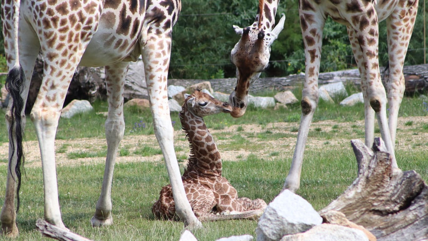 Giraffen-Baby in Berliner Tierpark