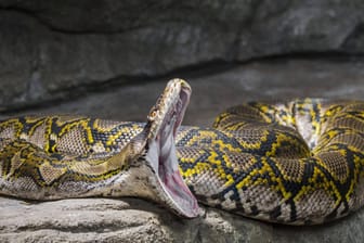 Eine Netzpython mit aufgesperrtem Kiefer (Symbolbild): In Indonesien wurde eine Frau von einer Schlange gefressen.