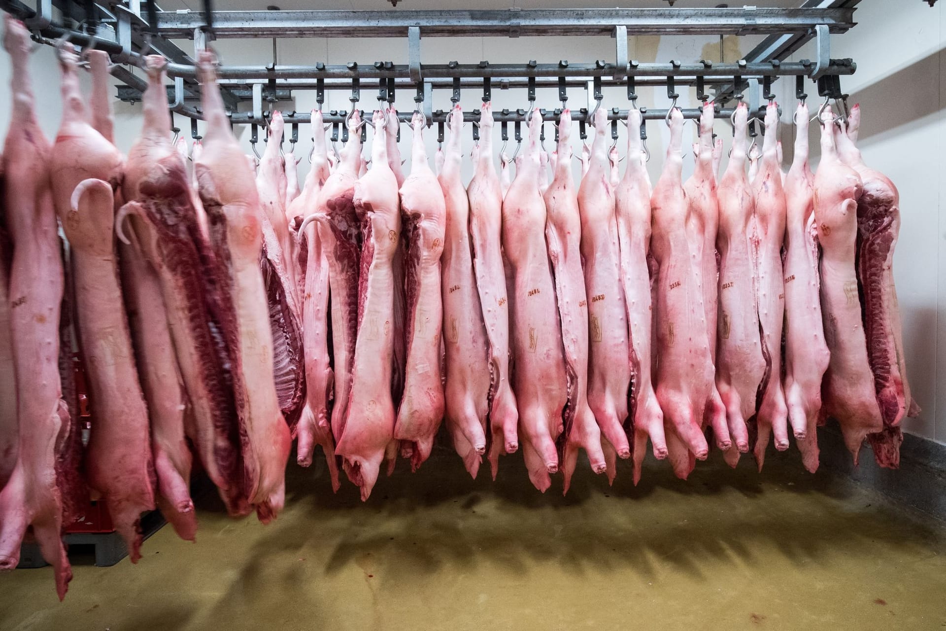 Schweinehälften