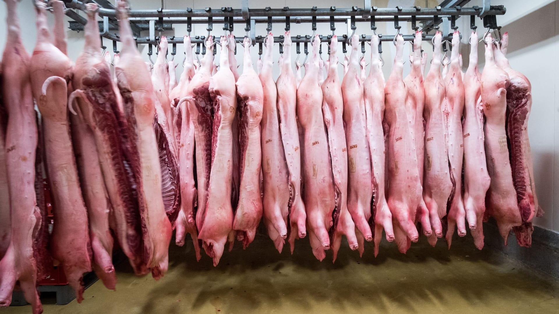 Schweinehälften Schweinehälften