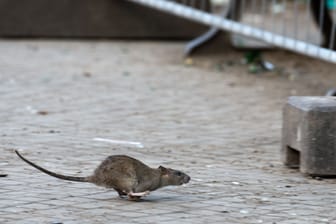 ARCHIV, Berlin: Eine Ratte läuft davon, aufgeschreckt durch die Aufräumabeiten der Stadtreinigung. . (zu dpa: «Kampf gegen Ratten auf Spielplätzen - Bezirk: Speisereste meiden»)