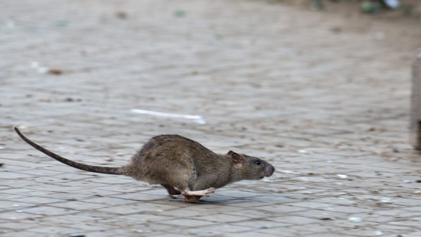 ARCHIV, Berlin: Eine Ratte läuft davon, aufgeschreckt durch die Aufräumabeiten der Stadtreinigung. . (zu dpa: «Kampf gegen Ratten auf Spielplätzen - Bezirk: Speisereste meiden»)