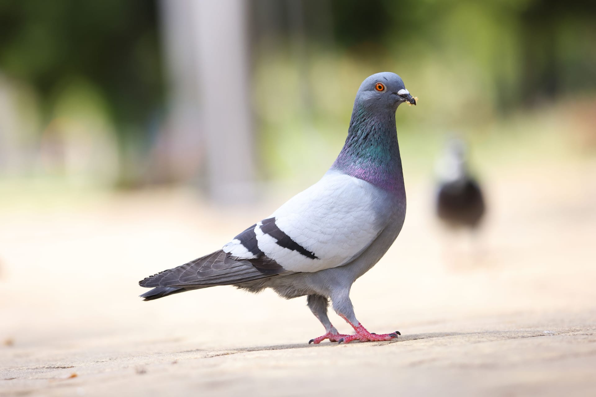 Im Tierheim Berlin wurde eine grausam zugerichtete Taube abgegeben: Die Tierärzte konnten den Vogel nicht retten.