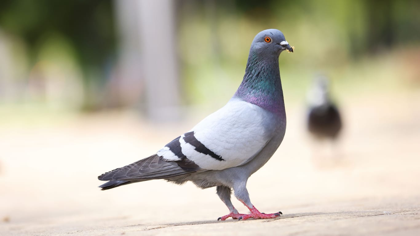 Im Tierheim Berlin wurde eine grausam zugerichtete Taube abgegeben: Die Tierärzte konnten den Vogel nicht retten.