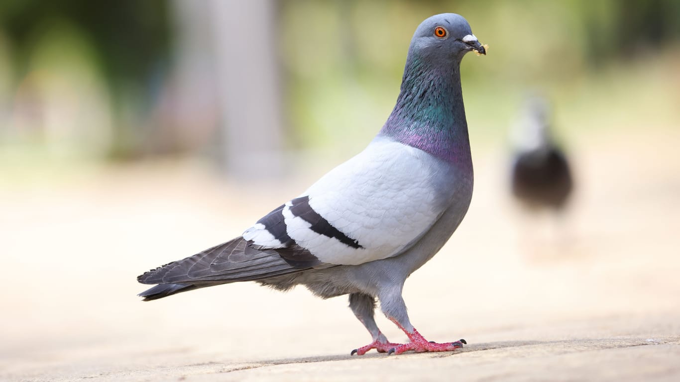 Im Tierheim Berlin wurde eine grausam zugerichtete Taube abgegeben: Die Tierärzte konnten den Vogel nicht retten.