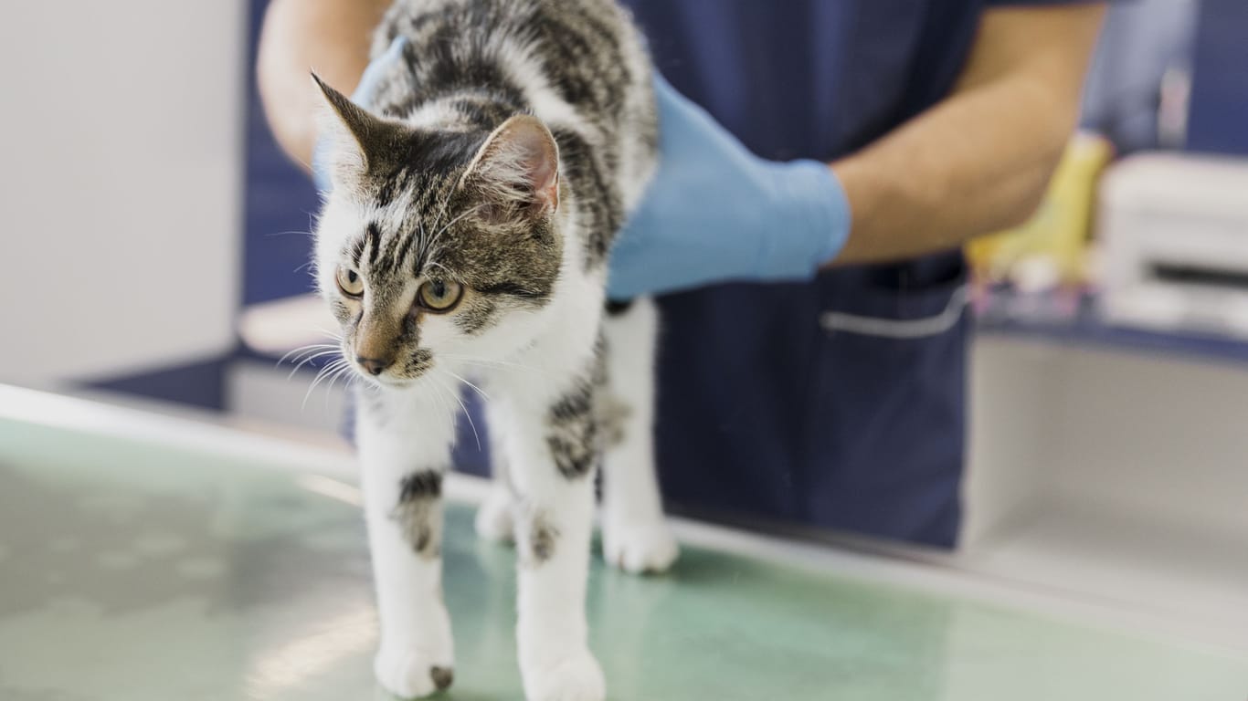 Katze beim Tierarzt (Symbolbild): In Bayern hat eine tierische Patientin eine Narkose-Spritze erfolgreich abgewehrt.