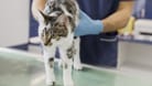 Katze beim Tierarzt (Symbolbild): In Bayern hat eine tierische Patientin eine Narkose-Spritze erfolgreich abgewehrt.
