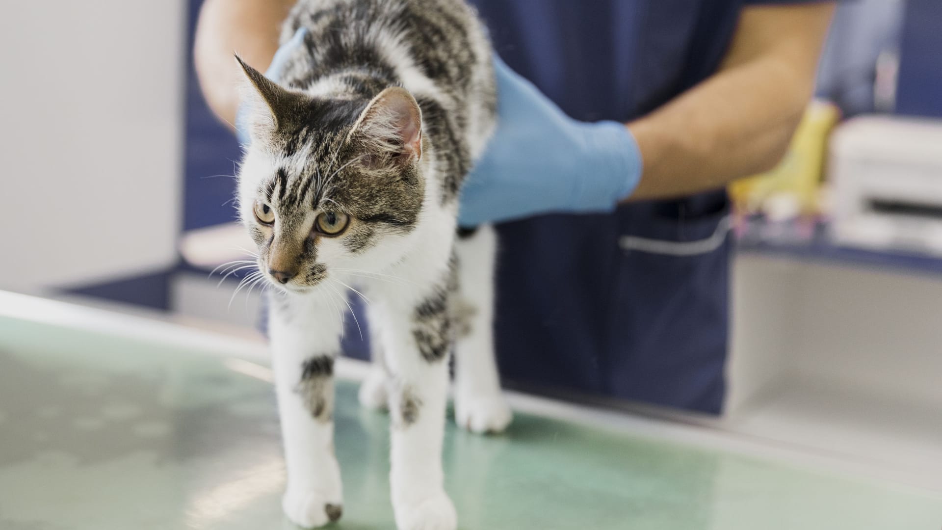 Katze beim Tierarzt (Symbolbild): In Bayern hat eine tierische Patientin eine Narkose-Spritze erfolgreich abgewehrt. Katze beim Tierarzt (Symbolbild): In Bayern hat eine tierische Patientin eine Narkose-Spritze erfolgreich abgewehrt.