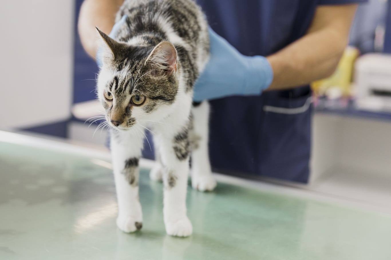 Katze beim Tierarzt (Symbolbild): In Bayern hat eine tierische Patientin eine Narkose-Spritze erfolgreich abgewehrt.