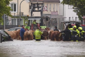 Jahrhundertflutkatastrophe an der Günz: Auch zahlreiche Kühe müssen gerettet werden.