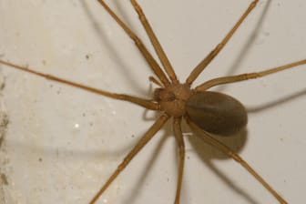 Mediterranean recluse spider.