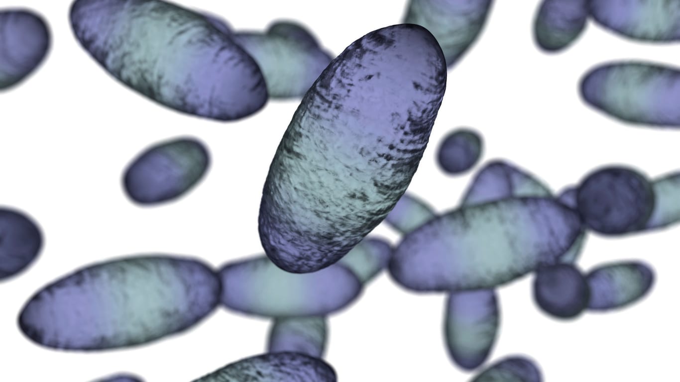 Yersinia pestis: Die USA melden einen Fall einer Infektion mit dem Beulenpest-Bakterium.