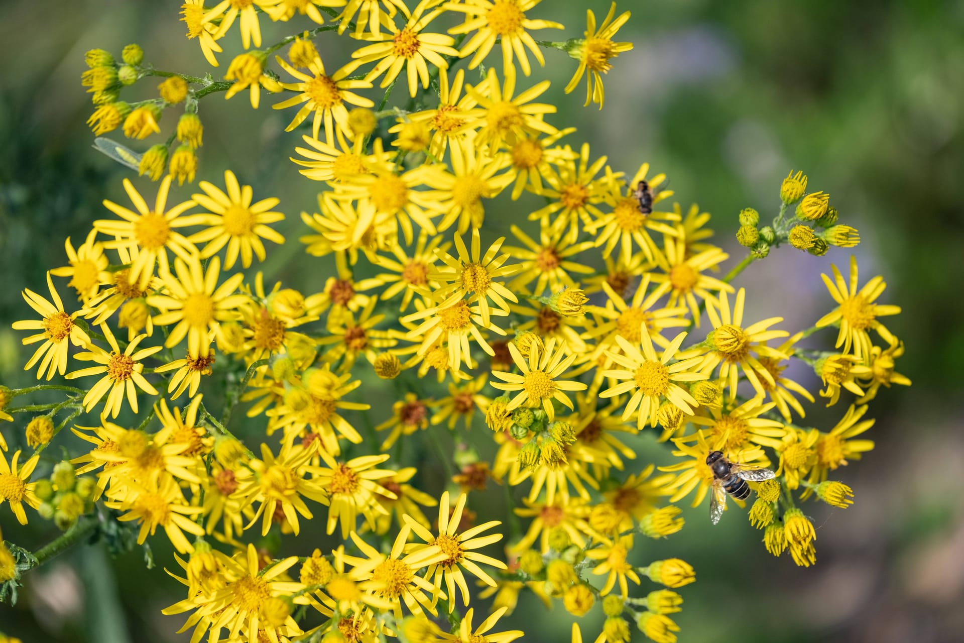 Blüten des giftigen Jakobskreuzkrauts (Symbolbild): Die Bekämpfung der Pflanze gestaltet sich äußerst schwierig.