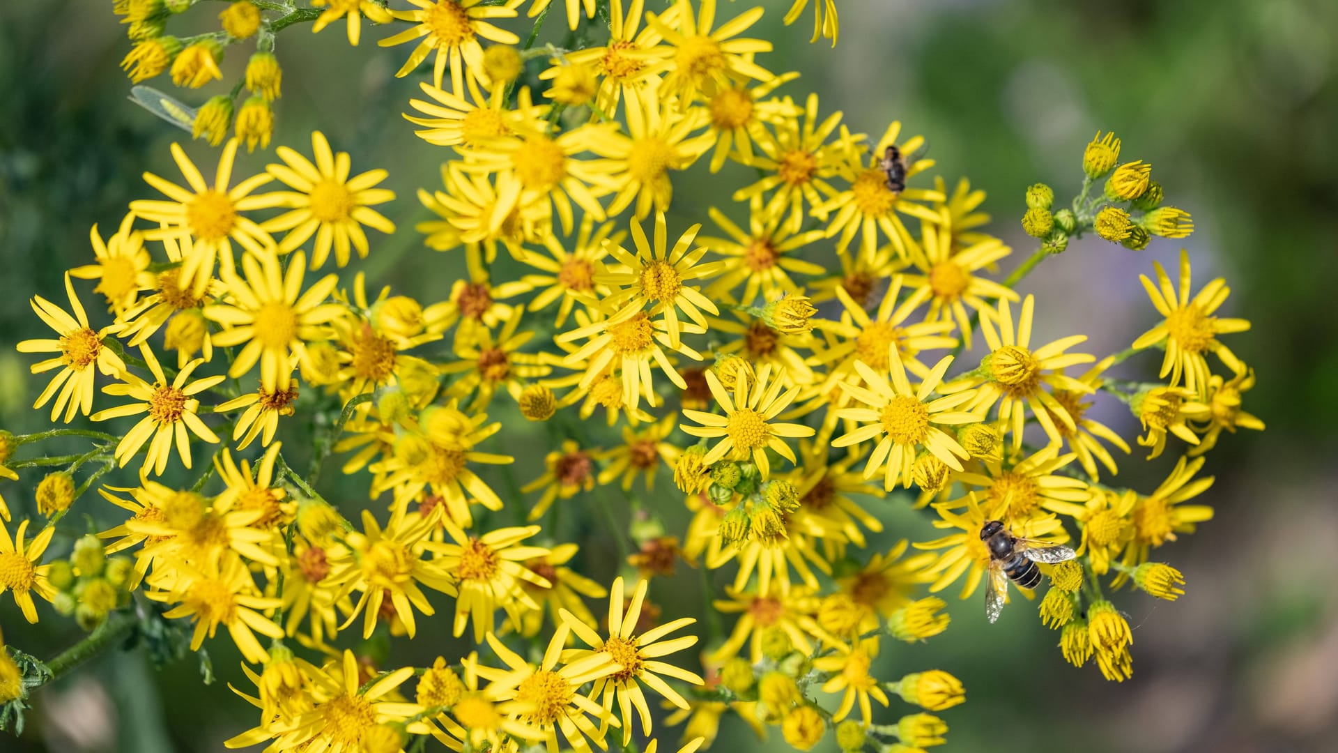 Blüten des giftigen Jakobskreuzkrauts (Symbolbild): Die Bekämpfung der Pflanze gestaltet sich äußerst schwierig.