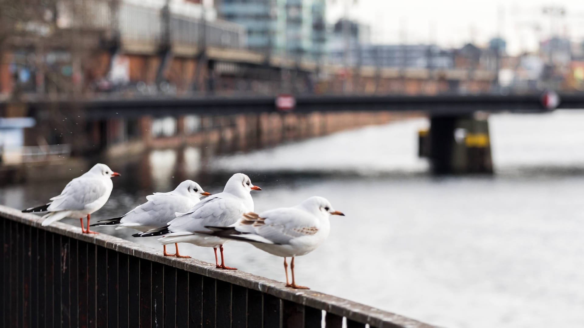 Lachmöwen nahe der Berliner Jannowitzbrücke (Archivbild): Die rotfüßigen Möwen sind im Gegensatz zu ihren größeren Artgenossen in Berlin heimisch.