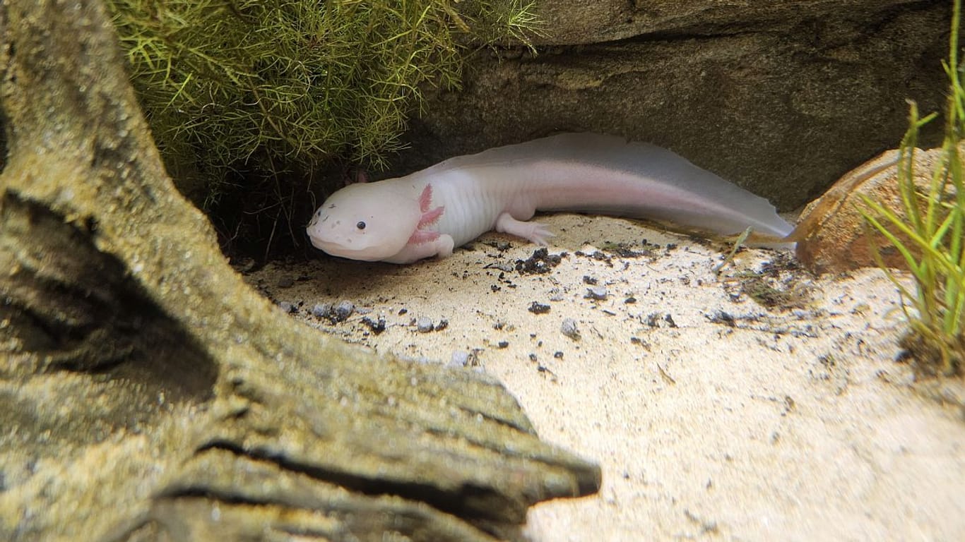 Lernen Sie im Amphibium mehr über die unterschiedlichsten Amphibien wie dem Axolotl.
