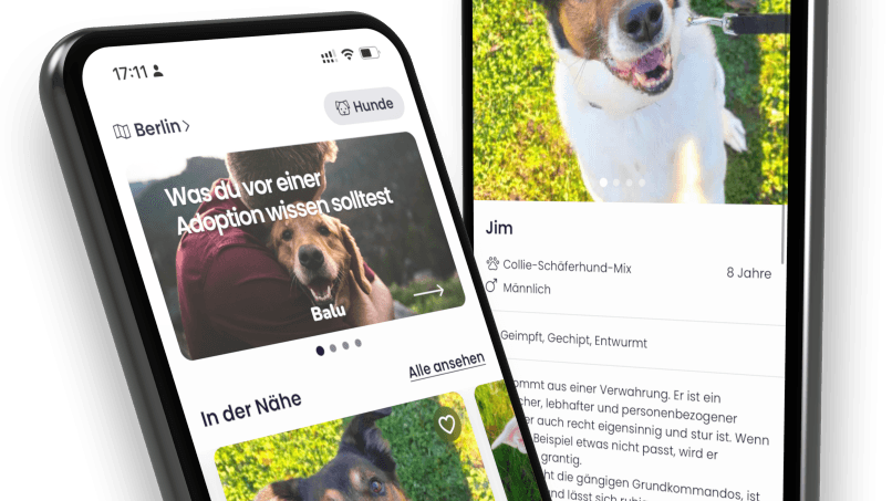 Die Tiervermittlungs-App "Balu": Berliner Start-up will Adoptionsprozess von Tierheimtieren vereinfachen.