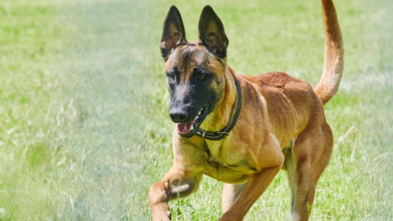 Malinois Leon im Tierheim Berlin