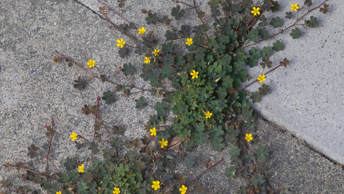 HornSauerklee loswerden Wie Sie das Unkraut aus dem Garten bekämpfen