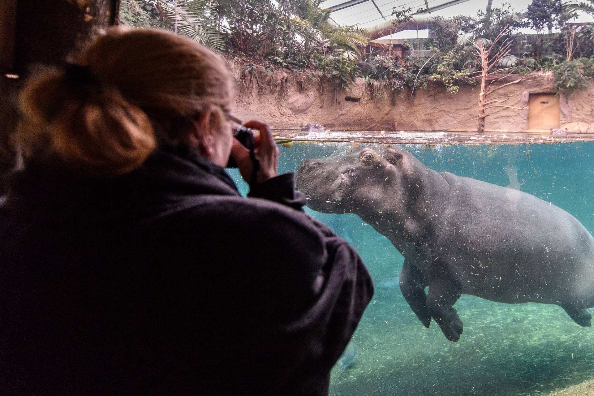 Das Hippodrom im Kölner Zoo (Archivbild): Der Zoo wurde für die gute Pflege und Unterbringung der Tiere ausgezeichnet.