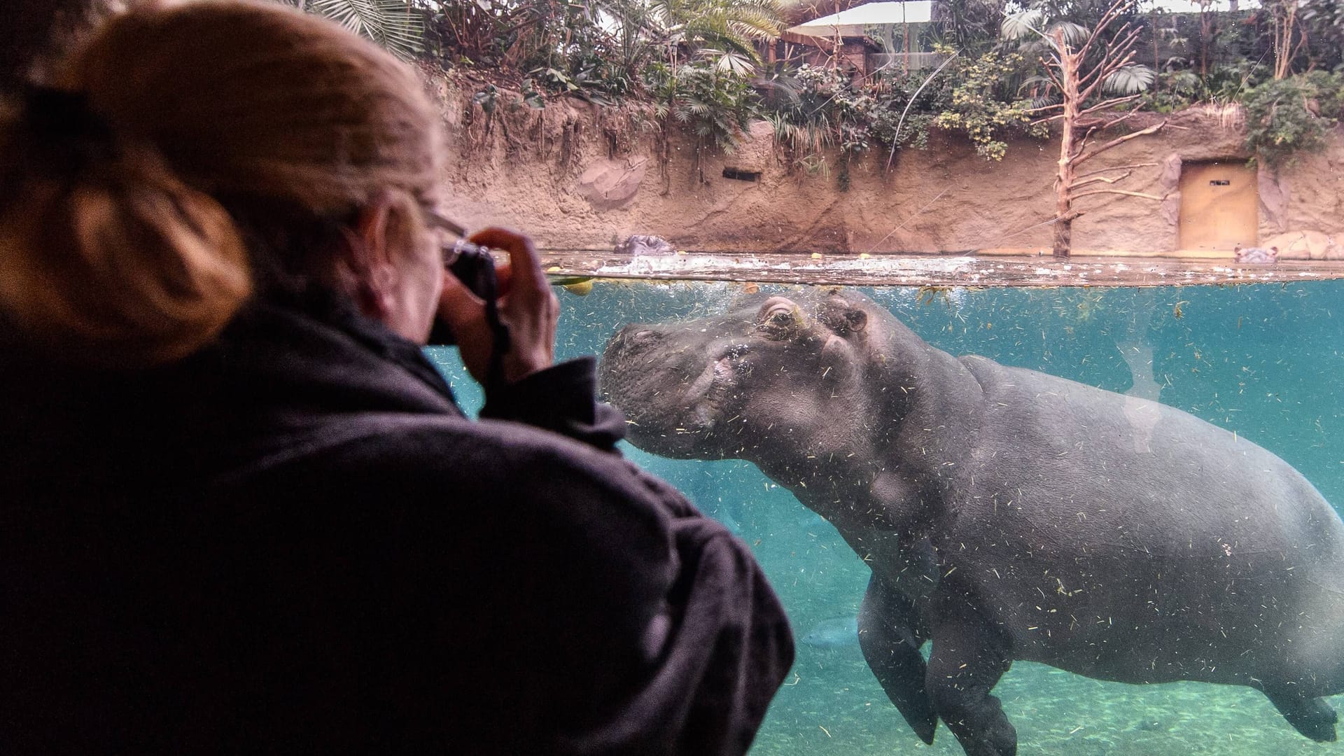 Das Hippodrom im Kölner Zoo (Archivbild): Der Zoo wurde für die gute Pflege und Unterbringung der Tiere ausgezeichnet.