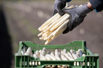 Auf einem Feld wird Spargel geerntet (Archivbild): Die Produktion wird immer teurer und die Nachfrage sinkt.