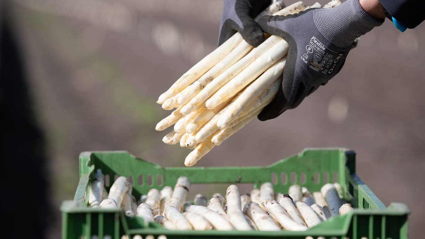 Auf einem Feld wird Spargel geerntet (Archivbild): Die Produktion wird immer teurer und die Nachfrage sinkt.