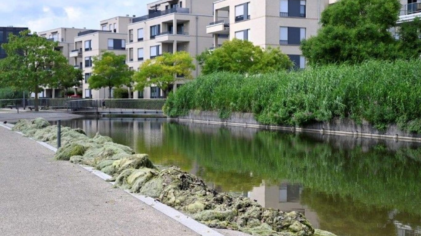 Abgeschnittene Elodea im Univiertel: Die Stadt arbeitet in diesen Tagen an mehreren Seen.