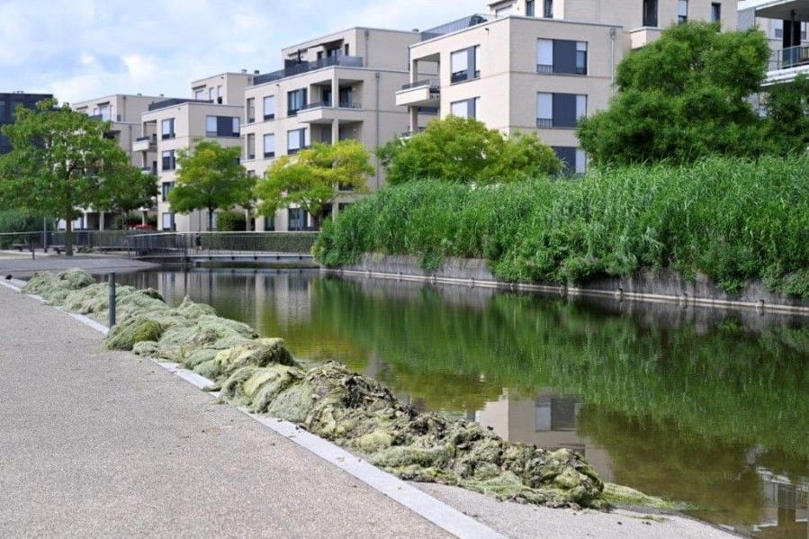 Abgeschnittene Elodea im Univiertel: Die Stadt arbeitet in diesen Tagen an mehreren Seen.