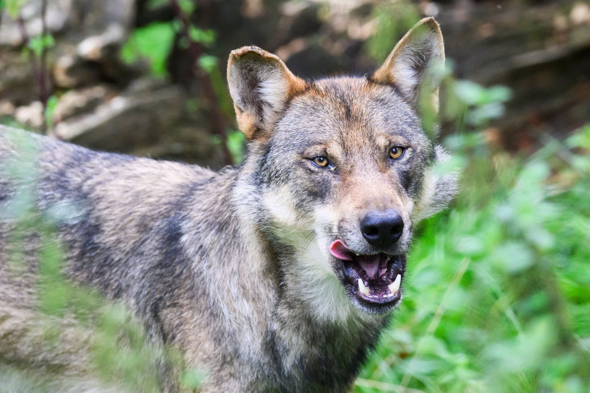 Gericht: Wölfe müssen auch in Österreich geschützt werden