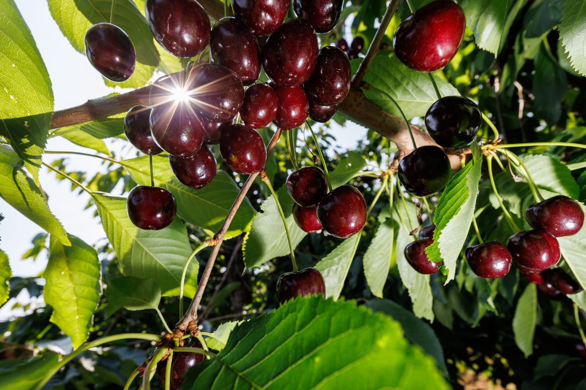 Mit Deutschland ist weniger gut Kirschen essen