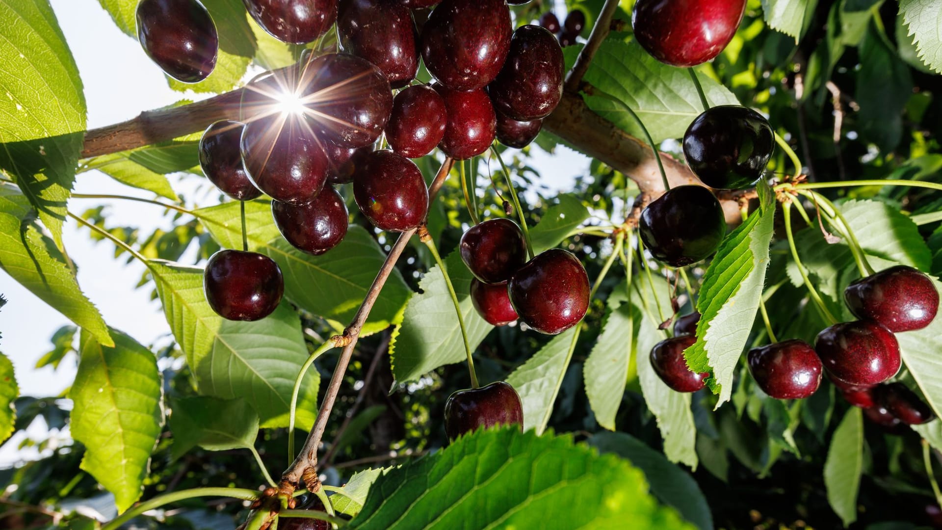 Mit Deutschland ist weniger gut Kirschen essen